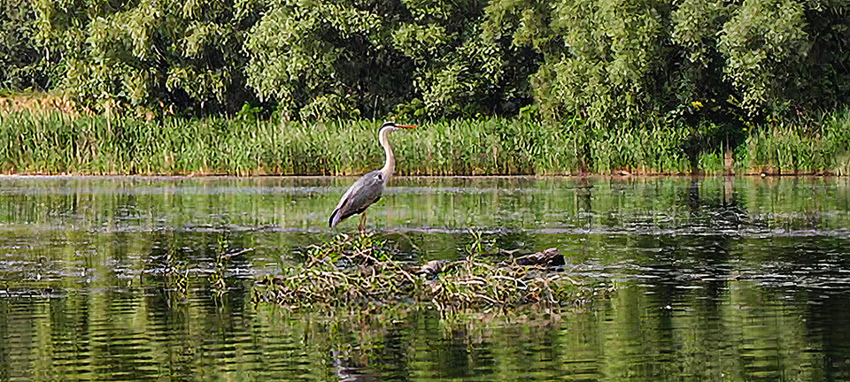 Tisza-tó